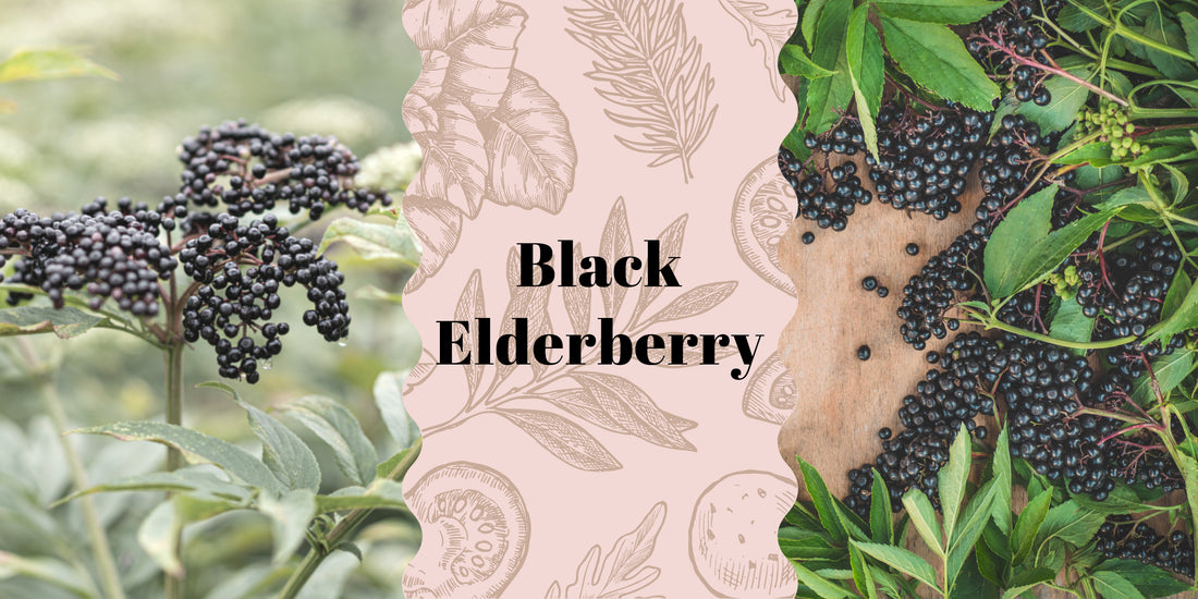 Black Elderberry