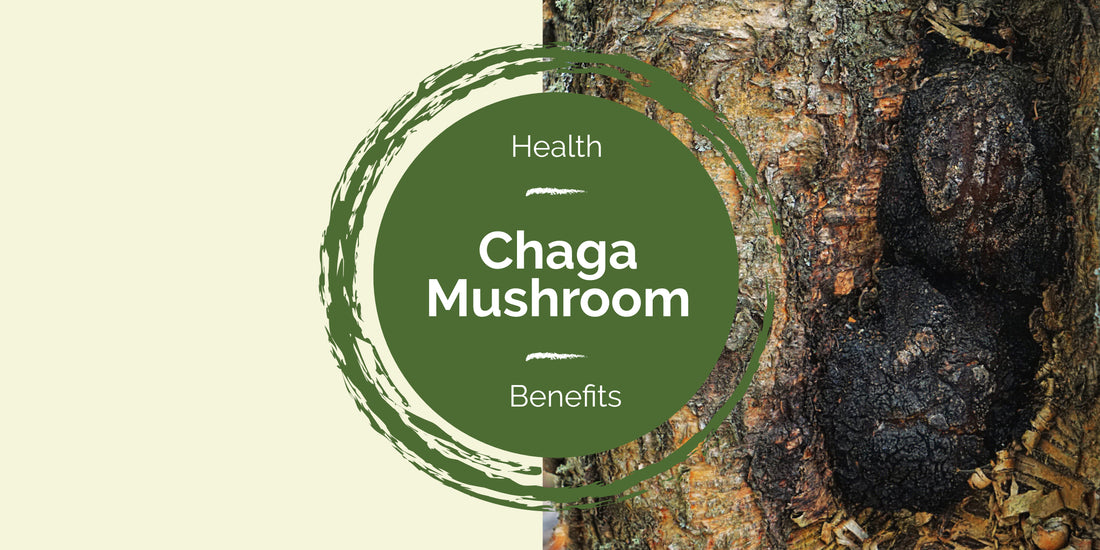 Chaga mushroom