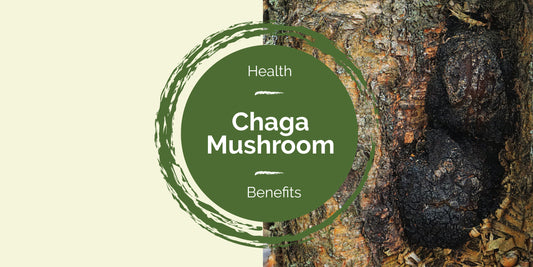 Chaga mushroom