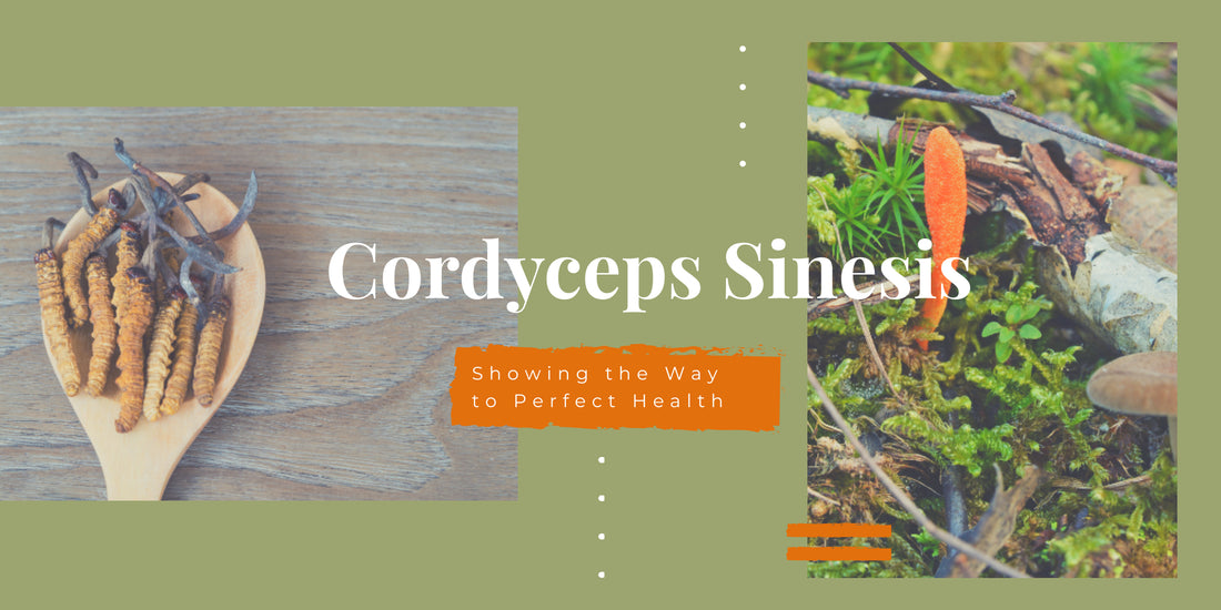 Cordyceps Sinensis